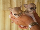 Cachorros de chihuahua - mejor precio | unprecio.es