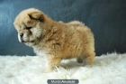 cachorros de chow-chow canelas;alta calidad,muy buena genetica;machos y hembras rojos - mejor precio | unprecio.es