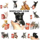 chihuahuas cambanus criados en familia. - mejor precio | unprecio.es