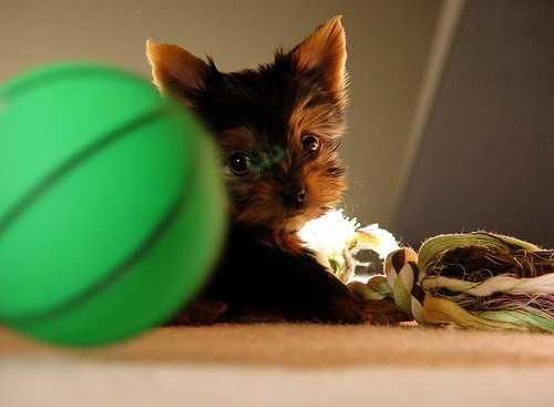 Masculino y Femenino cachorros Yorkie para usted y su familia.