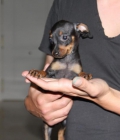 Pinscher Toy Malaga todas las vacunas - mejor precio | unprecio.es