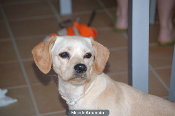 regalo perrita