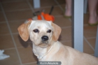 regalo perrita - mejor precio | unprecio.es
