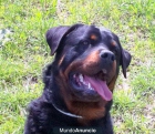 ROTTWEILER EXCELENTE CALIDAD Y PRECIO - mejor precio | unprecio.es