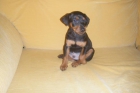 SE VENDE PINCHER MINIATURA - mejor precio | unprecio.es