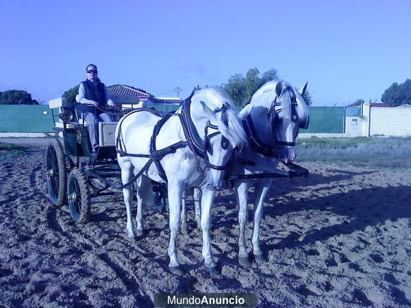 Se Vende Tronco de Caballos Españoles Pura Raza