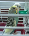 vendo dos perikitos de colores - mejor precio | unprecio.es