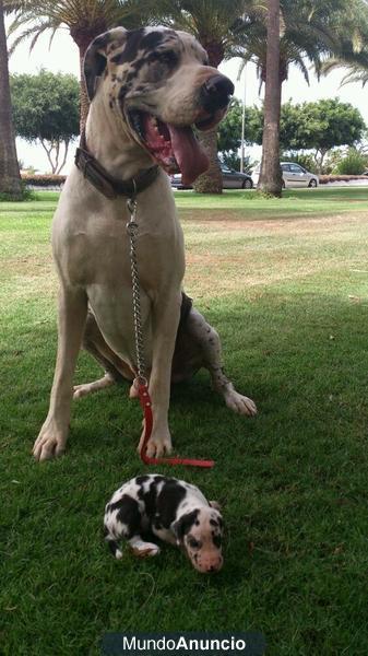 Cachorros de Dogo Alemán / Gran Danés