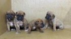 boxer - mejor precio | unprecio.es