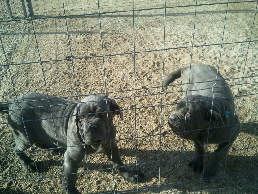 Cachorros de mastin napolitanos azules