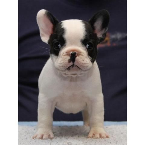 Camada de bulldog frances con pedigri rebajas