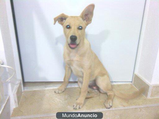 CANELA cachorra de 3 meses en acogida o adopción