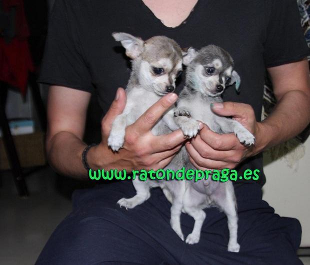 Chihuahua Toy Malaga