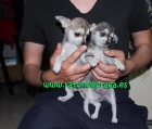 Chihuahua Toy Malaga - mejor precio | unprecio.es
