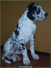 Dogos Alemanes cachorros - mejor precio | unprecio.es
