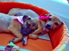 Lua y Cora, cachorritas 3 meses mestizas en adopción - mejor precio | unprecio.es