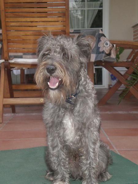 Ringo, un perro precioso en adopción