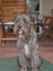 Ringo, un perro precioso en adopción - mejor precio | unprecio.es
