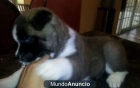 Akita cachorros - mejor precio | unprecio.es