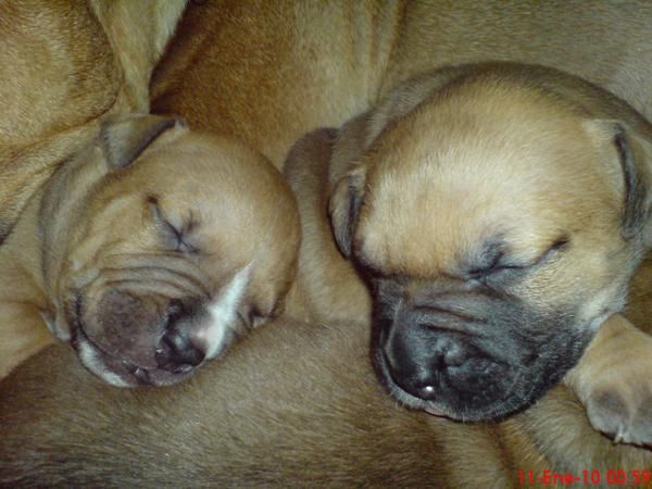 American Staffordshire Terrier