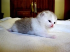 British shorthair - mejor precio | unprecio.es