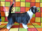 cachorra de crestado chino - mejor precio | unprecio.es
