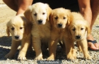cachorros Golden 300€ - mejor precio | unprecio.es