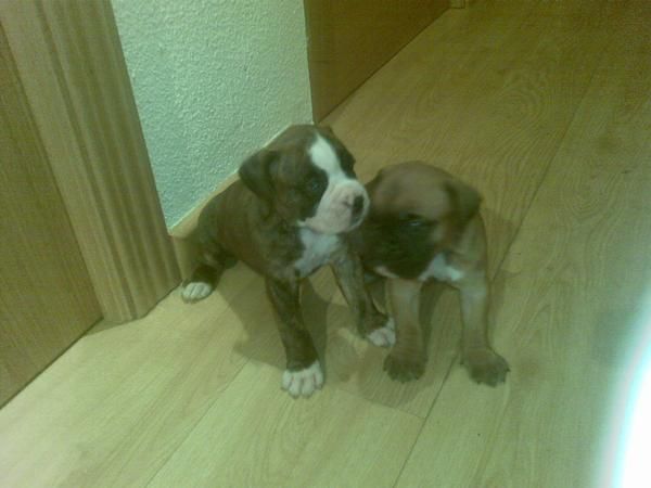 Excelente camada de boxer