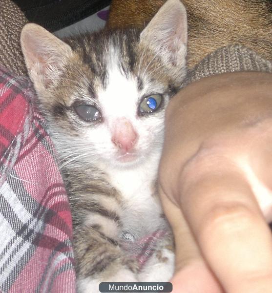Gatita de 1 mes busca hogar! Valencia