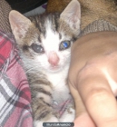 Gatita de 1 mes busca hogar! Valencia - mejor precio | unprecio.es