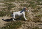 Jack Russell pata corta cachorros con pedigree - mejor precio | unprecio.es