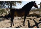Oportunidad caballo y yeguas PRE - mejor precio | unprecio.es