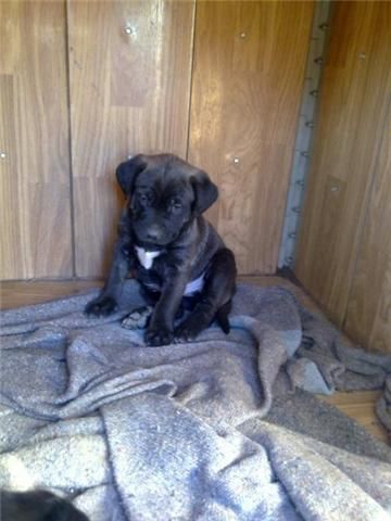 REGALO CACHORRO PRECIOSO