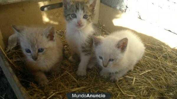 regalo gatitos
