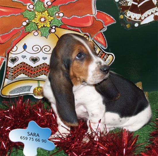 Tu  Basset hound a un precio sin igual