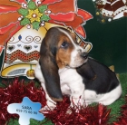 Tu Basset hound a un precio sin igual - mejor precio | unprecio.es
