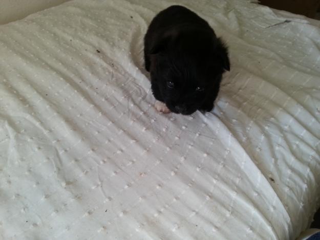 Ultimos cachorritos lulu de pomerania, preciosos