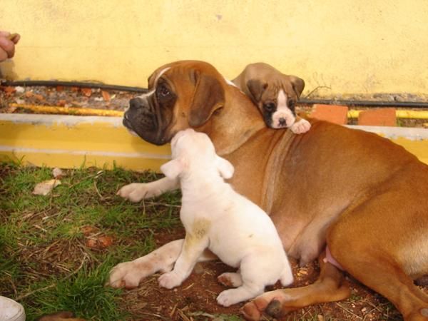 vendo cachorritos boxer