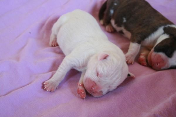 vendo camada boxer