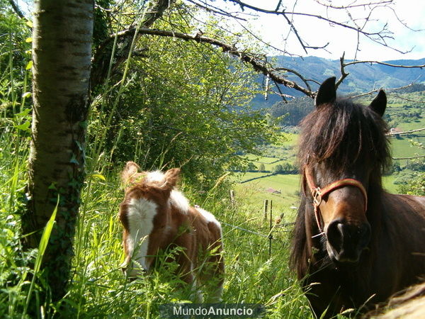 vendo ponys