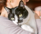 Vila gatito zen blanco y negro en adopción - mejor precio | unprecio.es