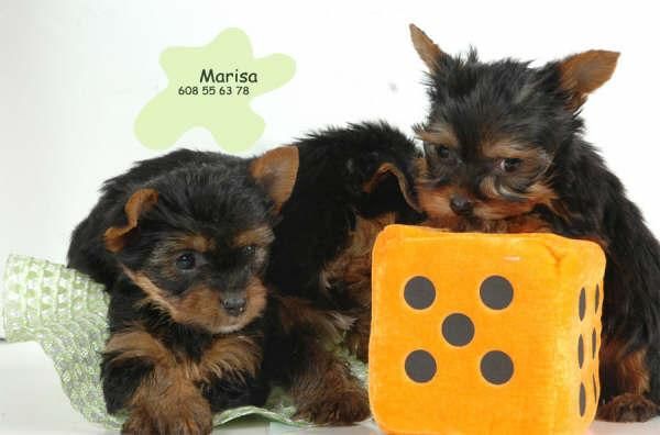 Yorkshire, tu fiel compañero de 2 meses