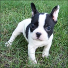 BULLDOG FRANCES CACHORROS A LA VENTA - mejor precio | unprecio.es