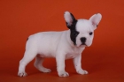 cachorritos de Bulldog francés .Solo 280 - mejor precio | unprecio.es