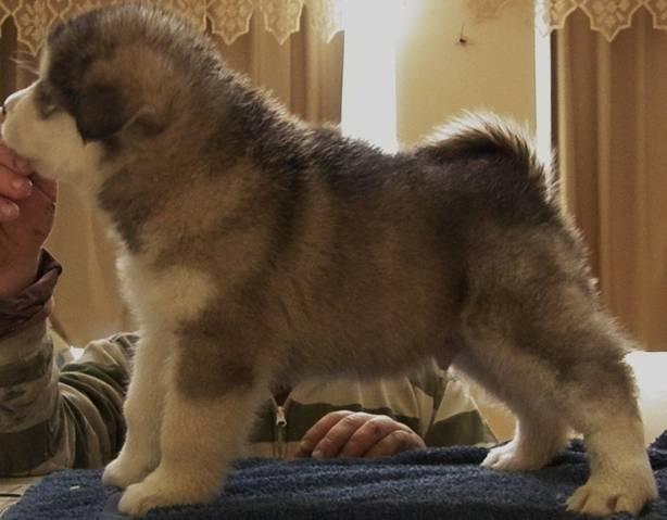 Cachorros de Alaskan Malamute