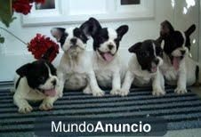 Cachorros de bulldog frances disponibles