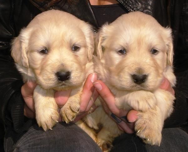 CACHORROS DE GOLDEN RETREVIER 500