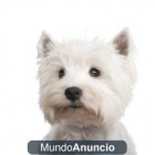 Cachorros de West highland, Westy con pedigree LOE. - mejor precio | unprecio.es
