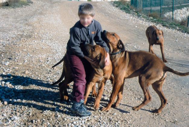 Cachorros Rhodesian Ridgeback