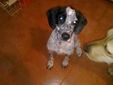 Dalmata x breton 3 meses regalo